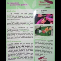 Musacees - Bananier (3)